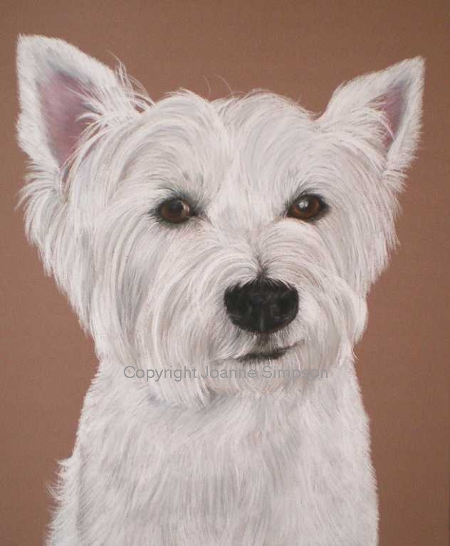 West Highland White Terrier (Westie) pet portrait by Joanne Simpson.
